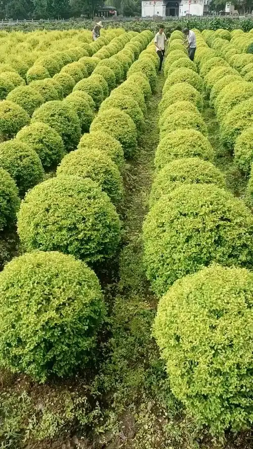亮晶女贞球四季不落叶适合庭院别墅绿化栽植