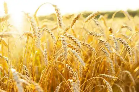 金黄色的麦穗.美丽的日落景色.成熟耳朵的背景.成熟的谷类作物.