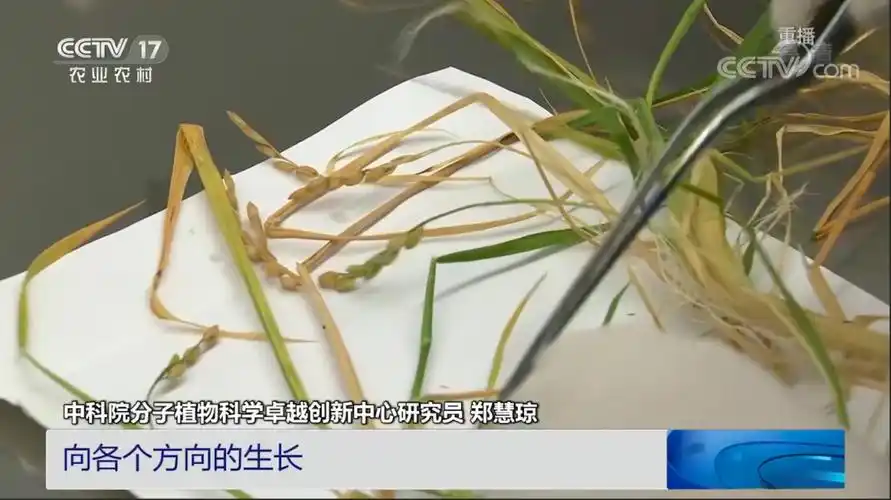 世界上第一批在轨培育的水稻种子回来啦它们长这样