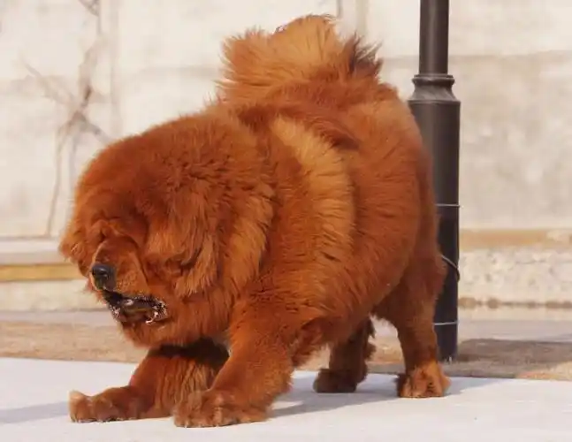 藏獒常识附身价1600万人民币江山一片红獒王图