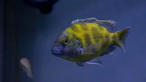 海鱼图片大全610