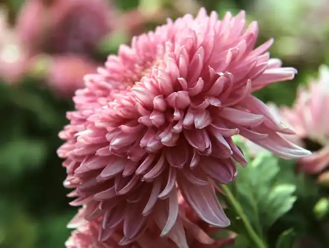 菊花傲霜,随风飘想(图片原创)