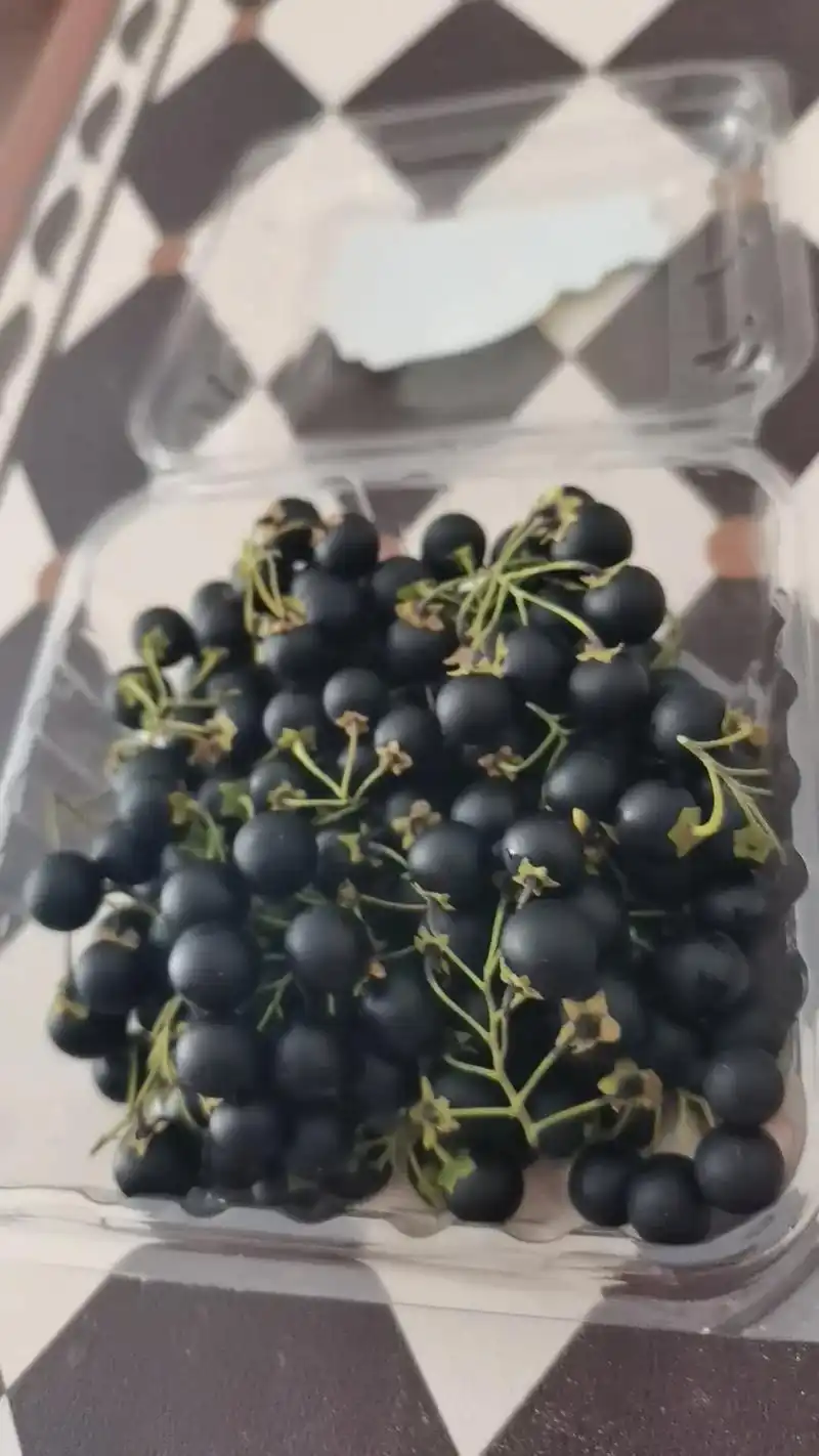 甜星星#也叫天天#学名龙葵果#儿时的味道#满满的回忆杀. - 抖音