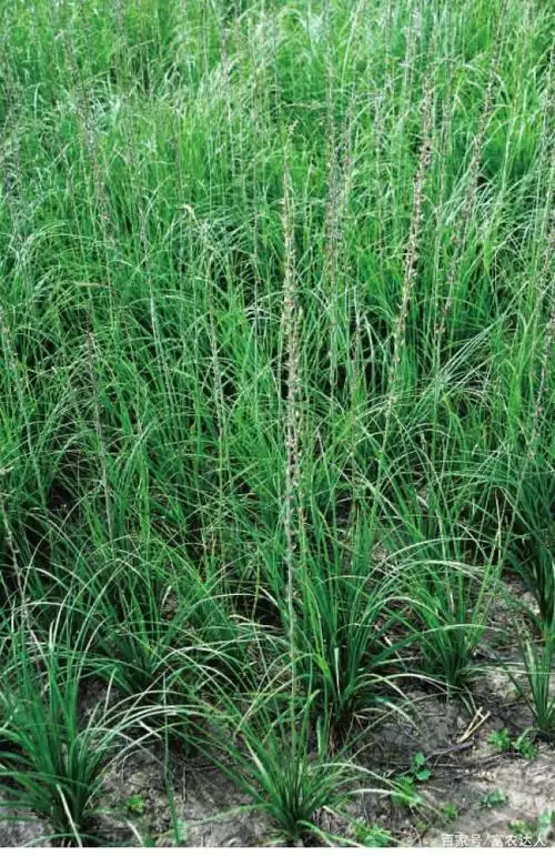 知母的无性繁殖和养护技术