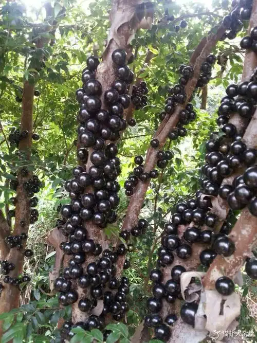 我场拥有各种名贵树种!现可承接各类绿化工程施工!