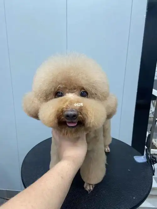 泰迪头美容造型