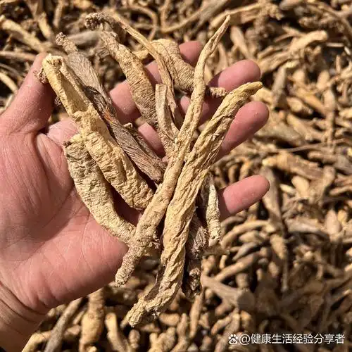 润肺化痰的野生沙参 沙参主要是清肺热,养肺阴和养胃生津,生津液两种