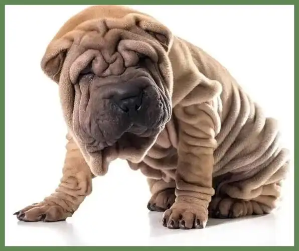 买一只小沙皮狗要多少钱呢