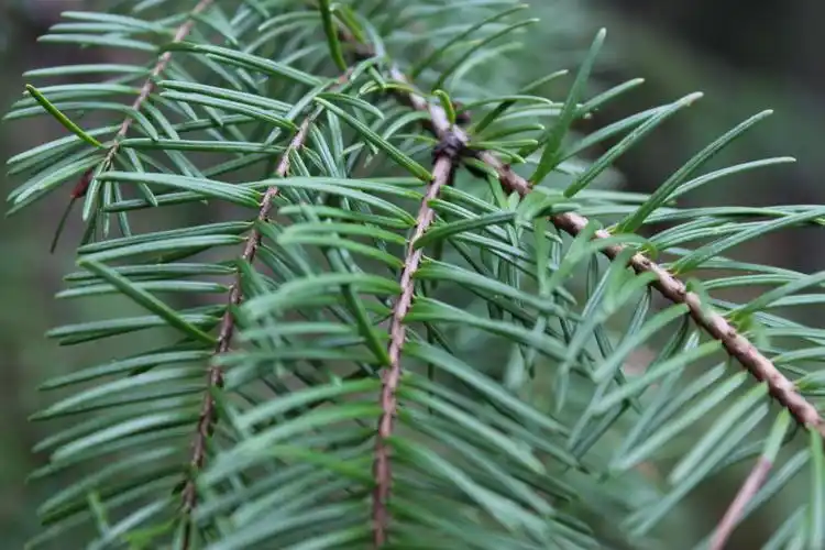 树木,松树,其他种类的植物,植物花卉苍翠绿色挺拔的松树图片 树木