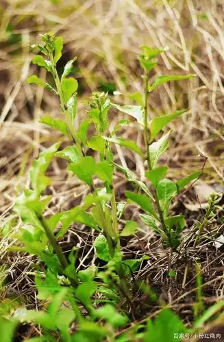 把春天装进碗里之九春天里的民谣———枸杞头