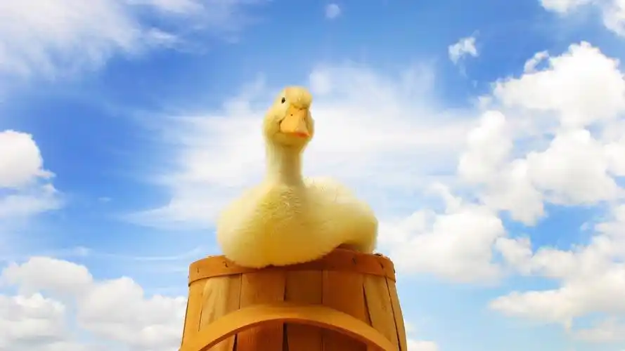 鸭子与小鸭图片家禽鸭子