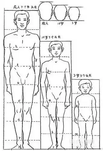 男女体型差异总体来说,女性的骨骼较男性的骨骼纤细.