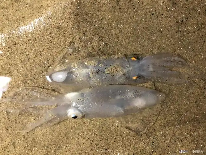 小海兔夏季非常多,别看长相很可爱,会喷墨,徒手抓会有被咬伤的危险