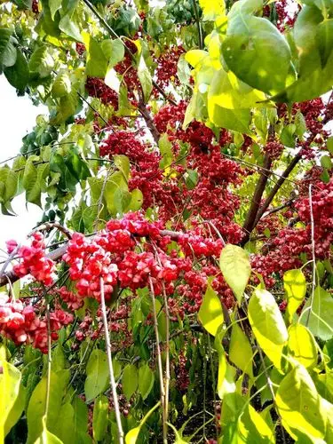 美到心动的丝棉木