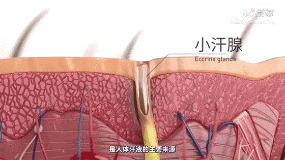 脚臭脱皮脚部瘙痒太难忍这种纯草本搭档一喷一抹快速还你健康双脚