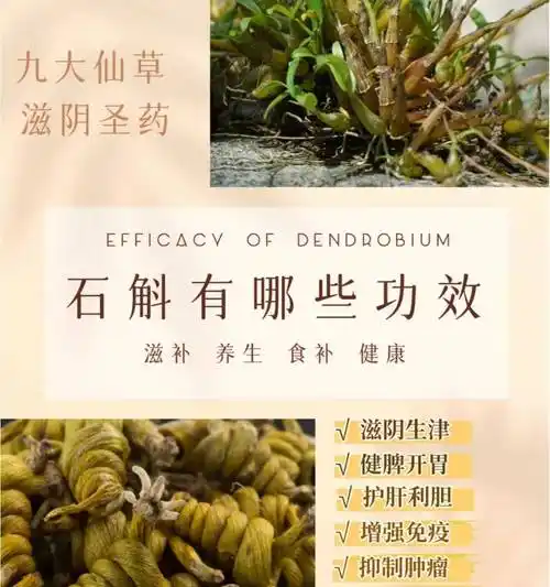 石斛的功效与作用,了解这种神奇草药如何改善你的生活质量!