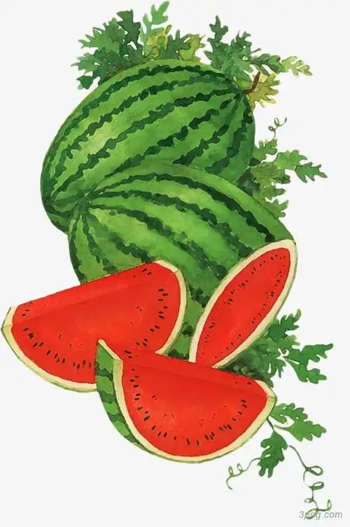 手绘西瓜藤蔓png素材透明免抠图片-其他元素