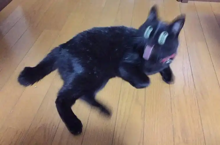 喵愣nyan(д)手机壁纸锁屏壁纸聊天背景qq名片微信朋友圈背景图(既然