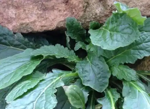 农村卖20一斤的"苦地胆",泡水喝清热解毒,现在还有人收购