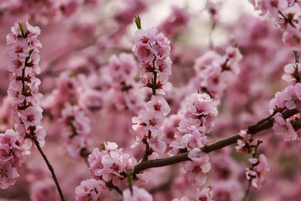 郑州大学桃花树王盛开逆天大美