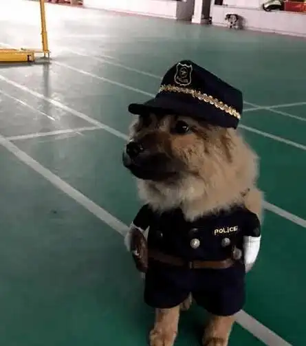 小区保安带着中华田园犬一起巡逻还给它穿上了制服