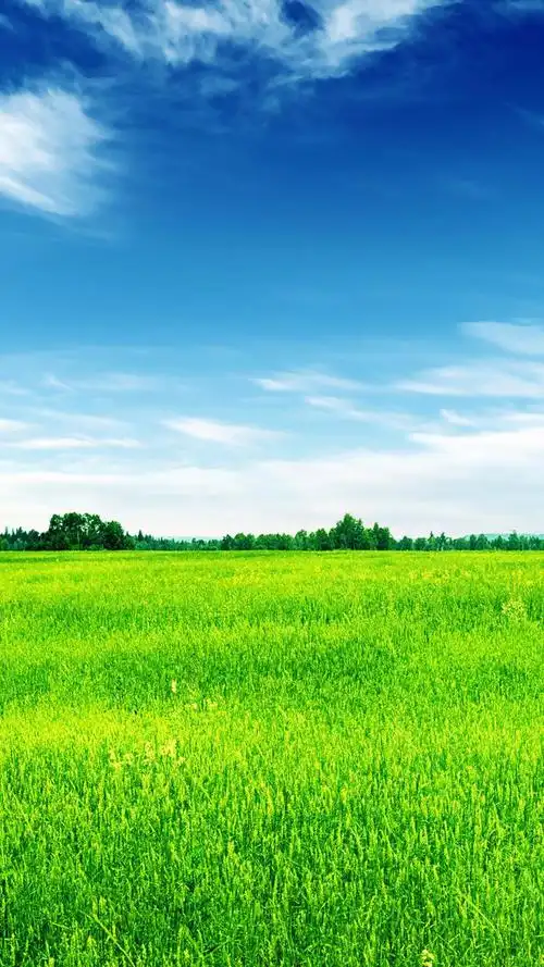 绿色保护您的眼睛,高清图片,手机锁屏桌面-壁纸族