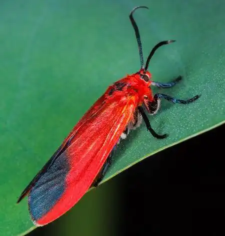 这是个啥虫子?身上还有橘红色的毛