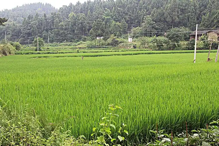 农村农田稻子图片_农村农田稻子高清图片_全景视觉