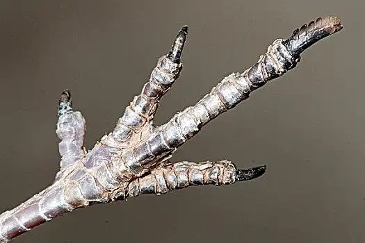 不列颠哥伦比亚省,加拿大狮子,舔,爪子模糊,南非,脏,脚印,野生动物