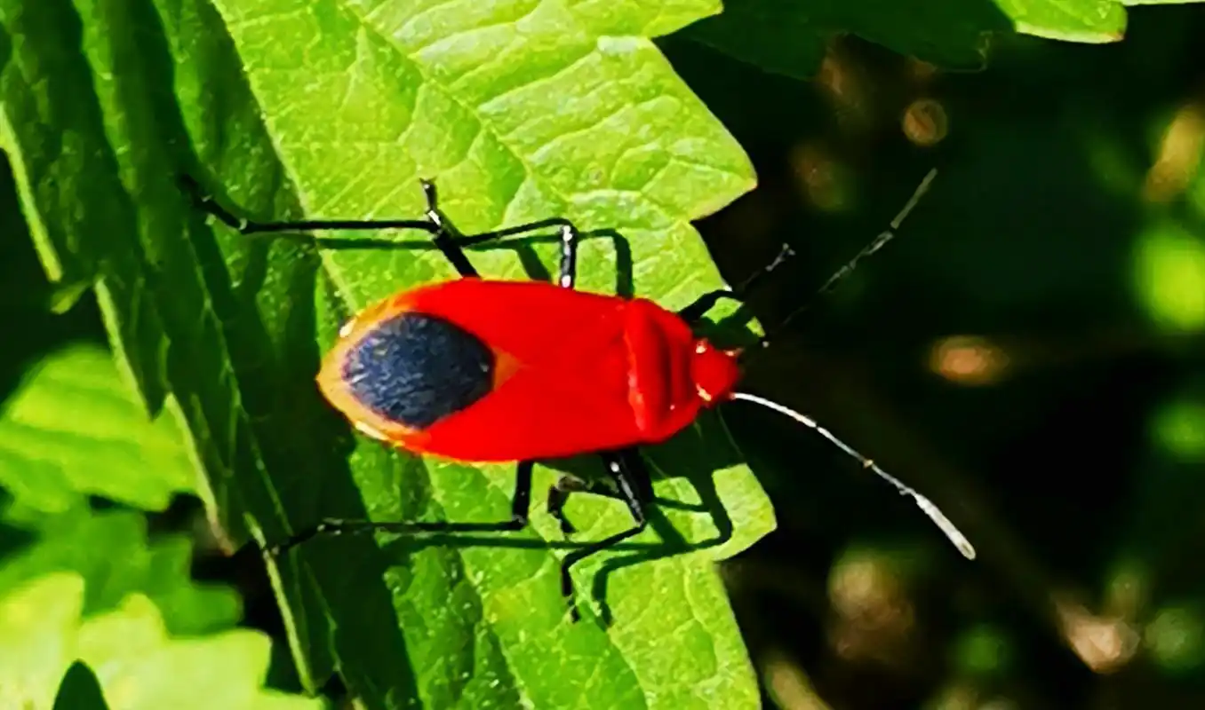 7厘米,体色朱红色.