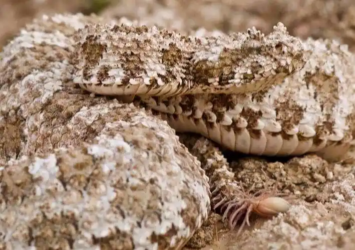 原创蛛尾拟角蝰一条长着蜘蛛尾巴的蝰蛇把毒蛇的伪装技术玩到极致