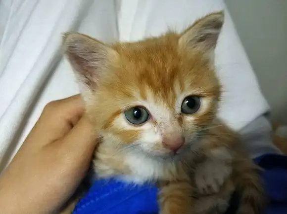 去宠物店,一百块钱买只特价小橘猫,带回寝室后舍友直呼我赚大了