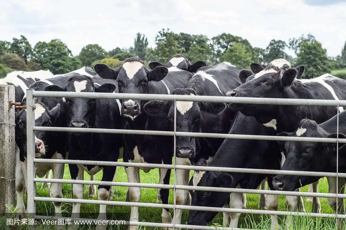 黑白奶牛的特写
