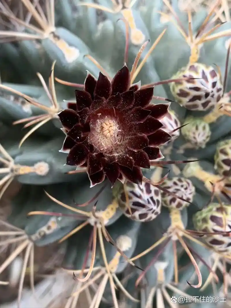 纯种黑罗刹仙人球 纯种黑罗刹仙人球,紫黑色花,仙人球里面比较少见的