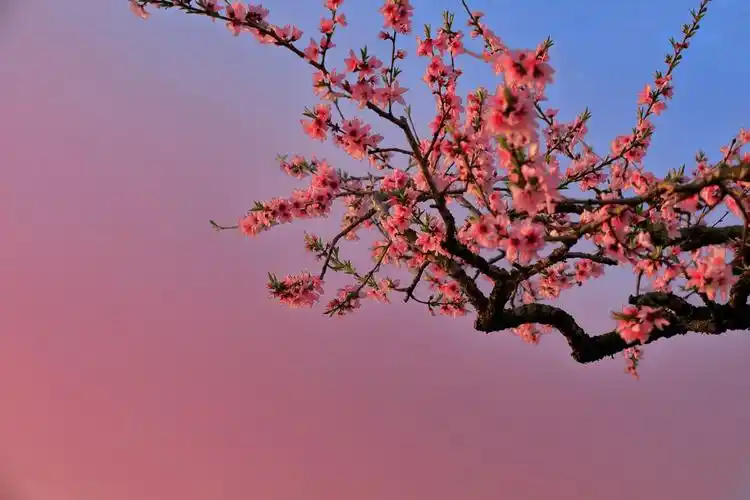 桃红柳绿,粉色世界.