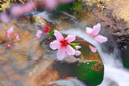 犹有桃花流水上