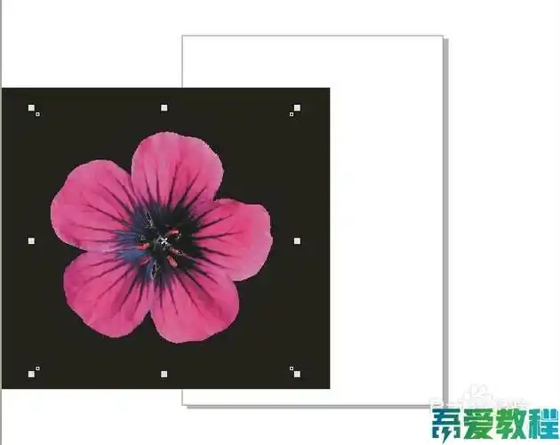 怎么用cdr快速去掉图像的白色背景? 第8张