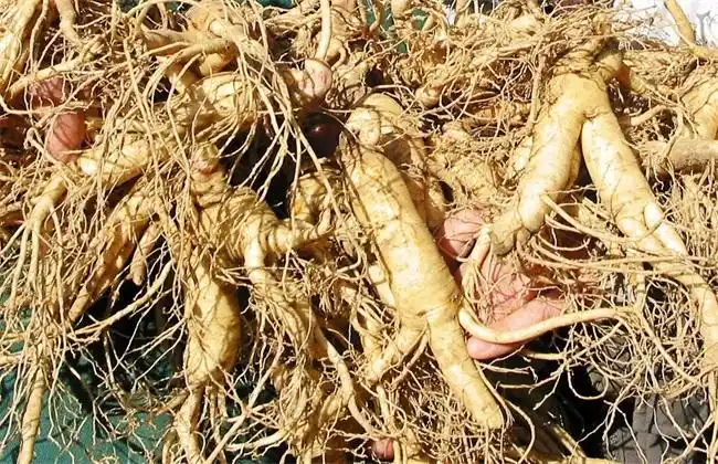 > 正文西洋参是的生长需要大量的水分,它是一种喜湿润又耐湿的植物