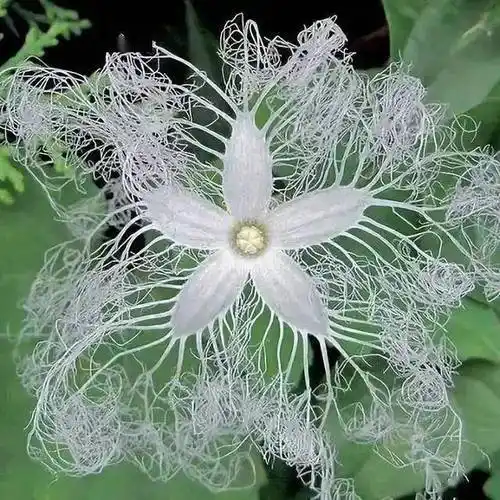 67世界上80种罕见的奇花既开眼界又涨知识花名俱全