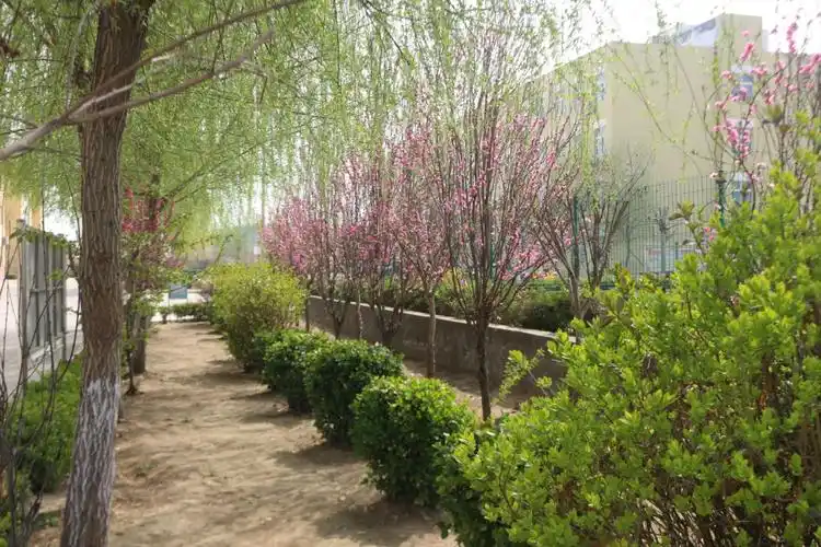 醉美"校园"四月天——大羊镇中学校园环境绿化美化纪实