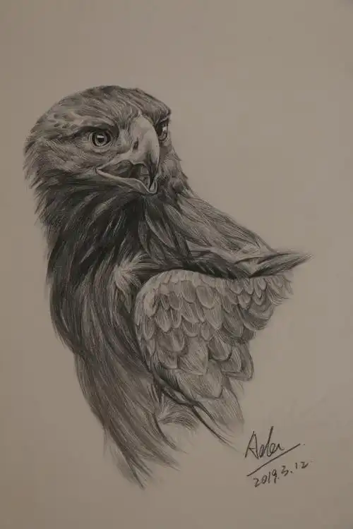 素描鹰