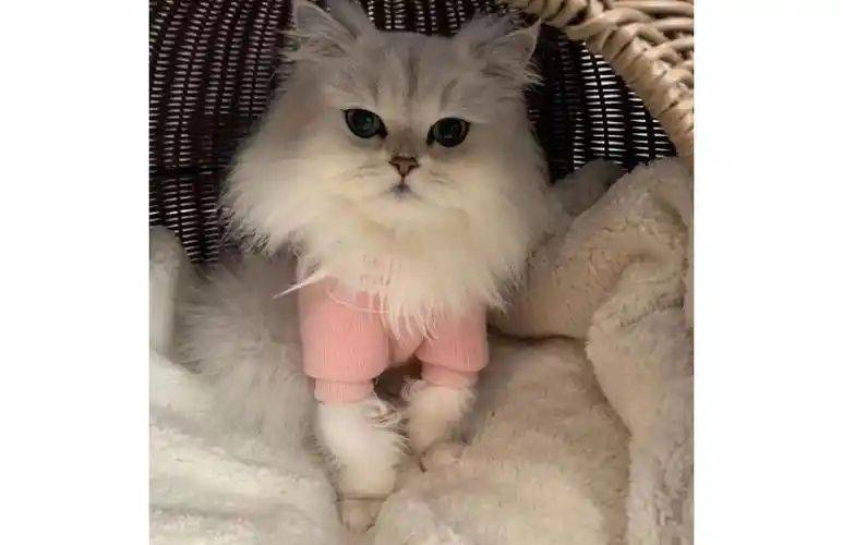 金吉拉猫咪剃毛前和剃毛后