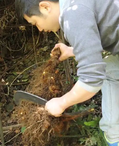 黄狗头(黄狗头属于二级保护植物)
