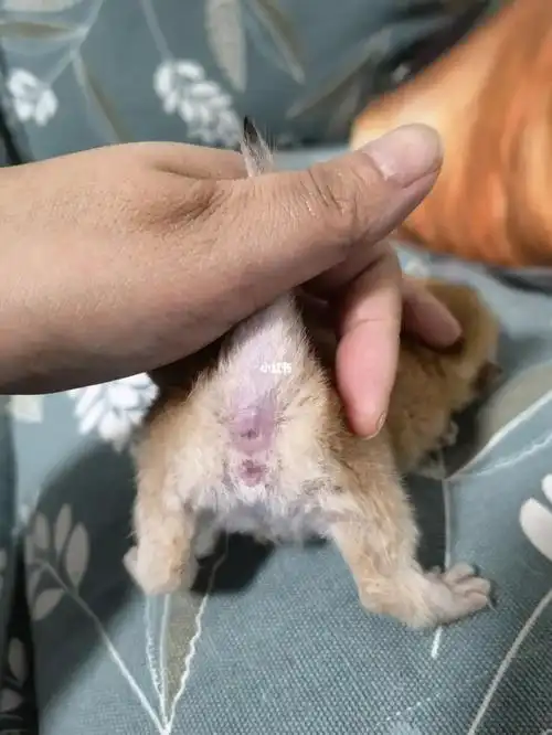 两张图片就能教你辨别公猫还是母猫?