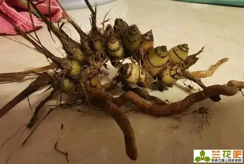 兰花假鳞茎的特点和作用