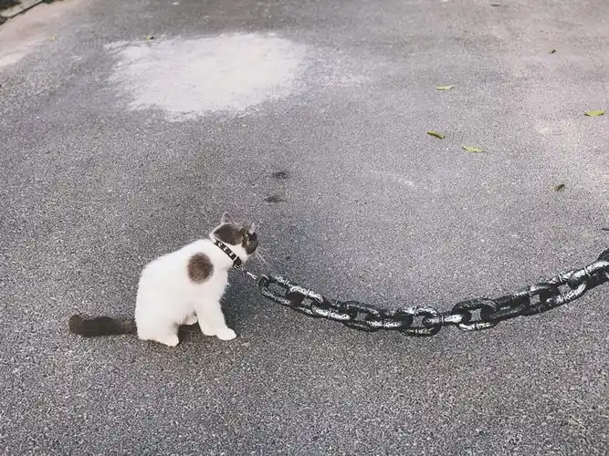 牵引宠物仿真真大铁链遛猫泰迪泰迪狗狗狗项圈