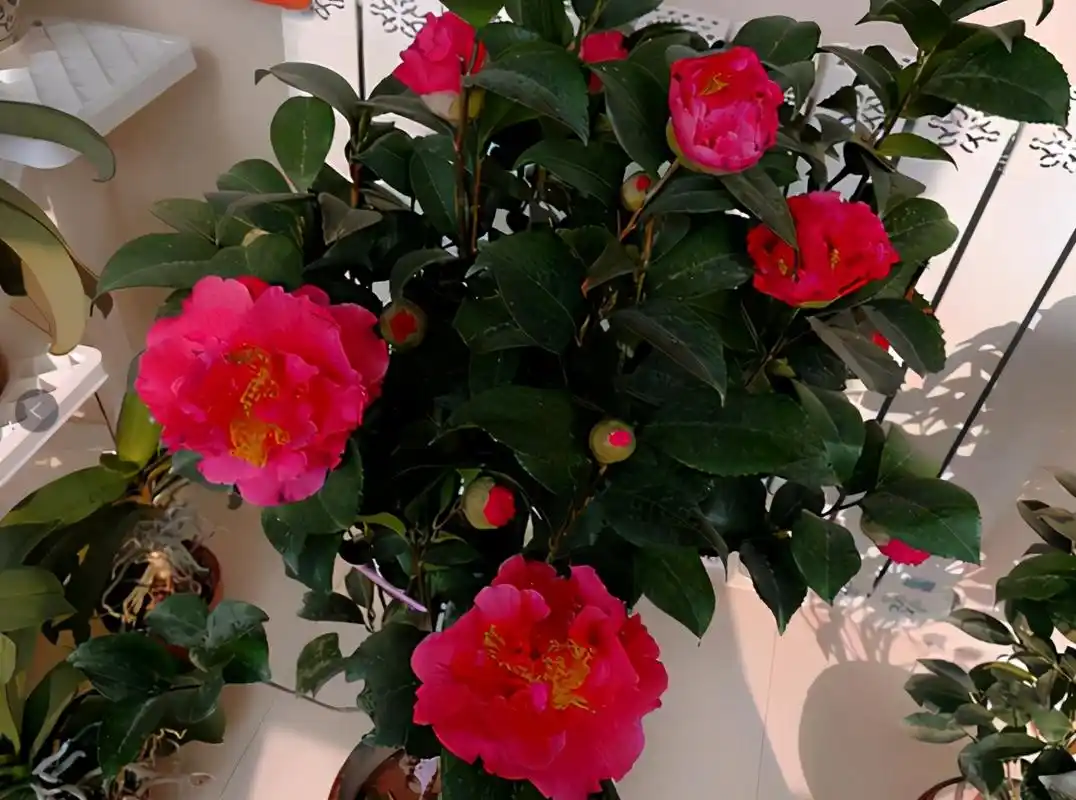 它被誉为"红茶花之王",比香水好闻,比牡丹还艳!