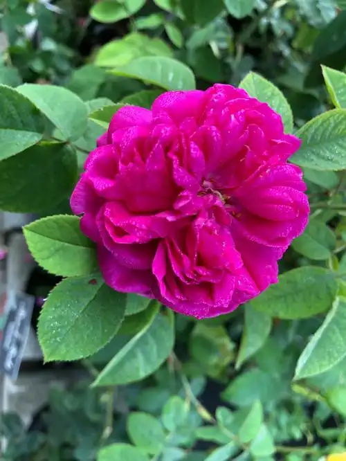 两次看到她都为了颜色逗留了,非常正的玫红色.