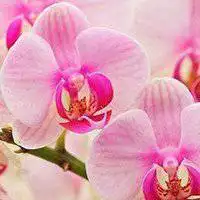 微信头花草高清_微信头像图片大全