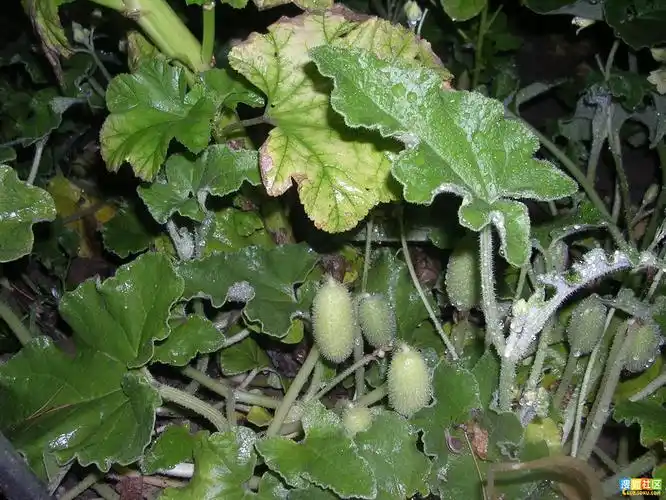 p>喷瓜属(ecballium),是 a href="#" data-lemmaid="229000">被子